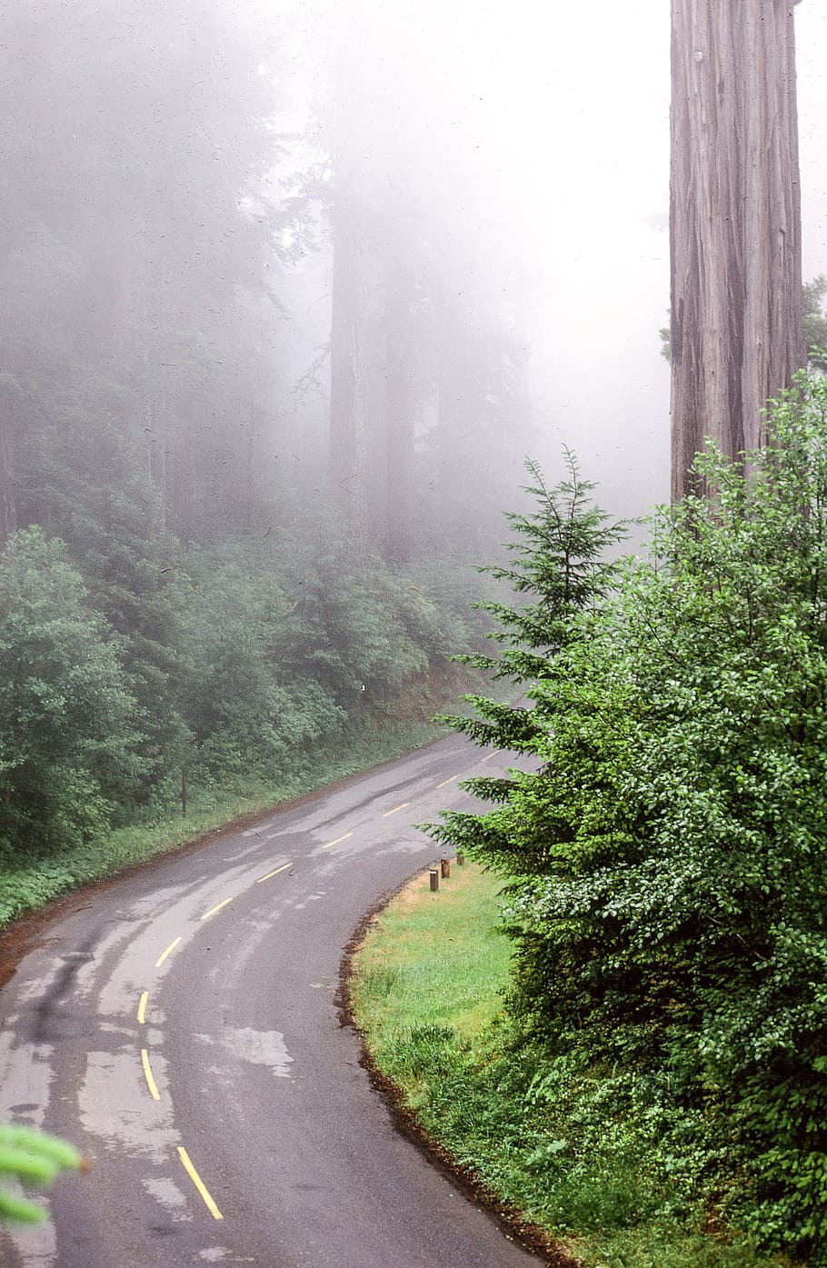 estrada, floresta de sequóias, califórnia, bonito, ramo, nevoeiro, jardim, verde, paisagem, névoa