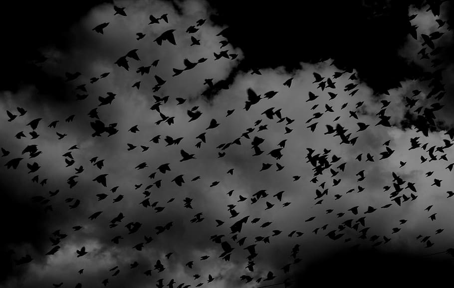 birds, flock, wings, flying, sky, clouds, black and white, scary, nightmare, night