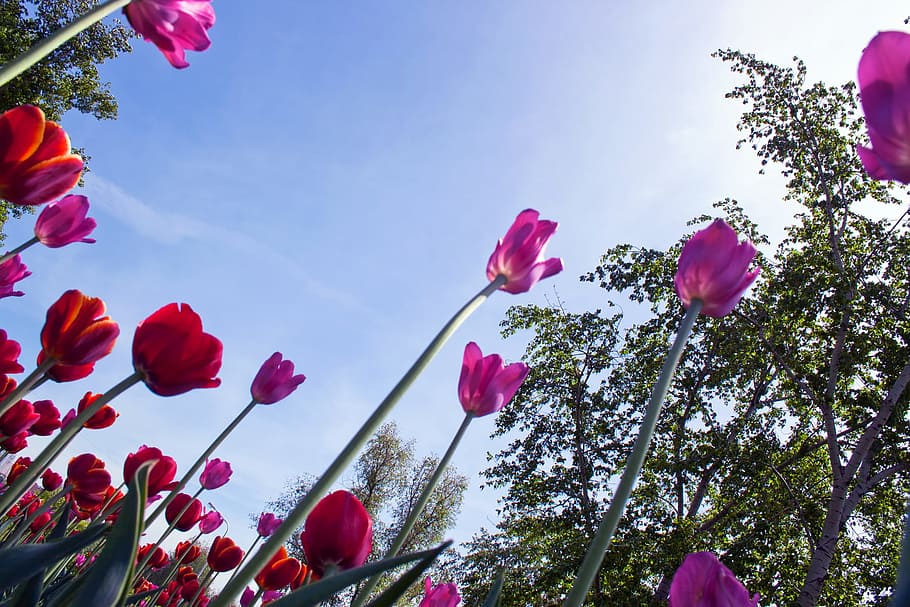 Primavera, tulipán, flor, campo, vibrante, rosa, planta, temporada, grupo, fondo