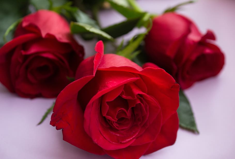 rose, flower, flowers, holiday, gift, red, roses, love, novel, romance
