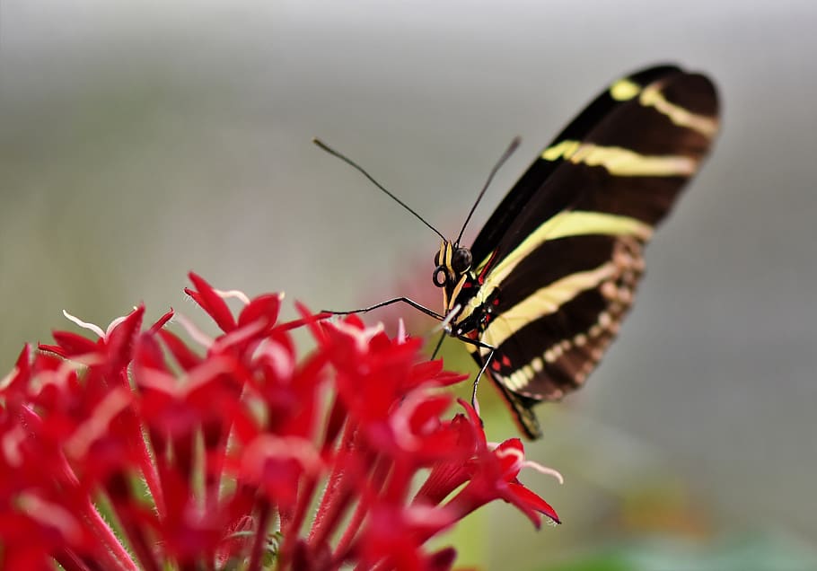 butterfly, tropical butterfly, exotic, insect, wing, large butterfly, tropical butterflies, nature, botanical garden plant, botany