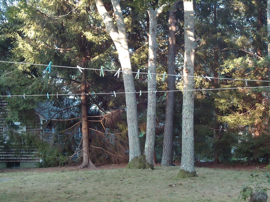 clothes, line, clothesline, trees, yard, tree, plant, land, forest, day