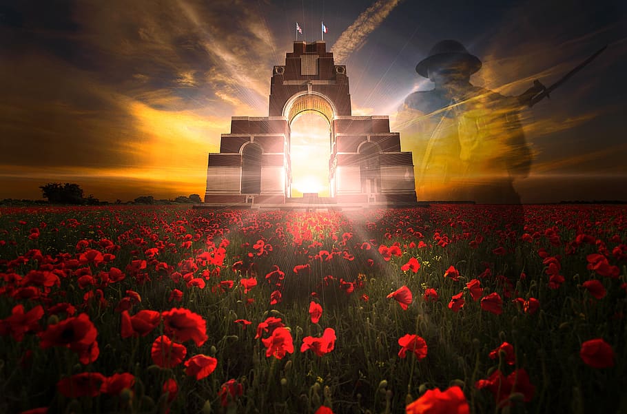 remembrance day, veterans day, poppy field, poppies, remembrance sunday, armistice, memorial, sunset, great war, the fallen