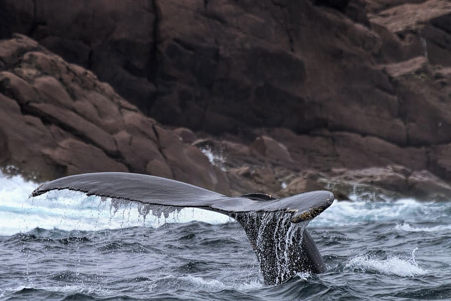 ballena cerca de la costa., ballena jorobada, Terranova y Labrador, Canadá, ecoturismo, turismo, viajes, animales, espalda, barbas
