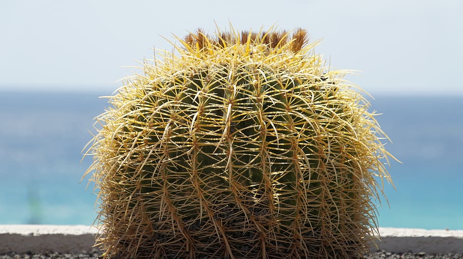 cactus, prickly, inviolable, sovereign, fuerteventura, sea, succulent plant, nature, close-up, sky