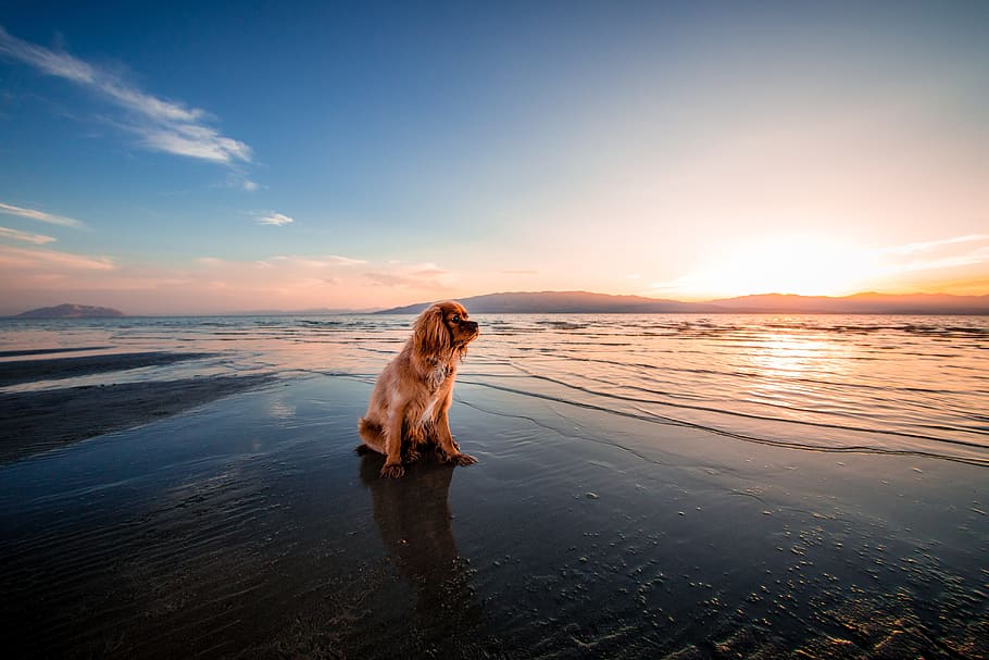 собака, щенок, домашнее животное, животное, море, вода, берег, пляж, океан, волна