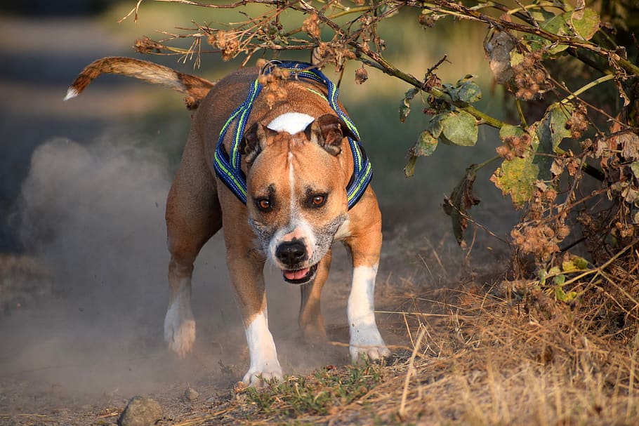 american staffordshire terrier, amstaff, pitbull, cão, verão, prado, corrida, pé, poeira, folhas