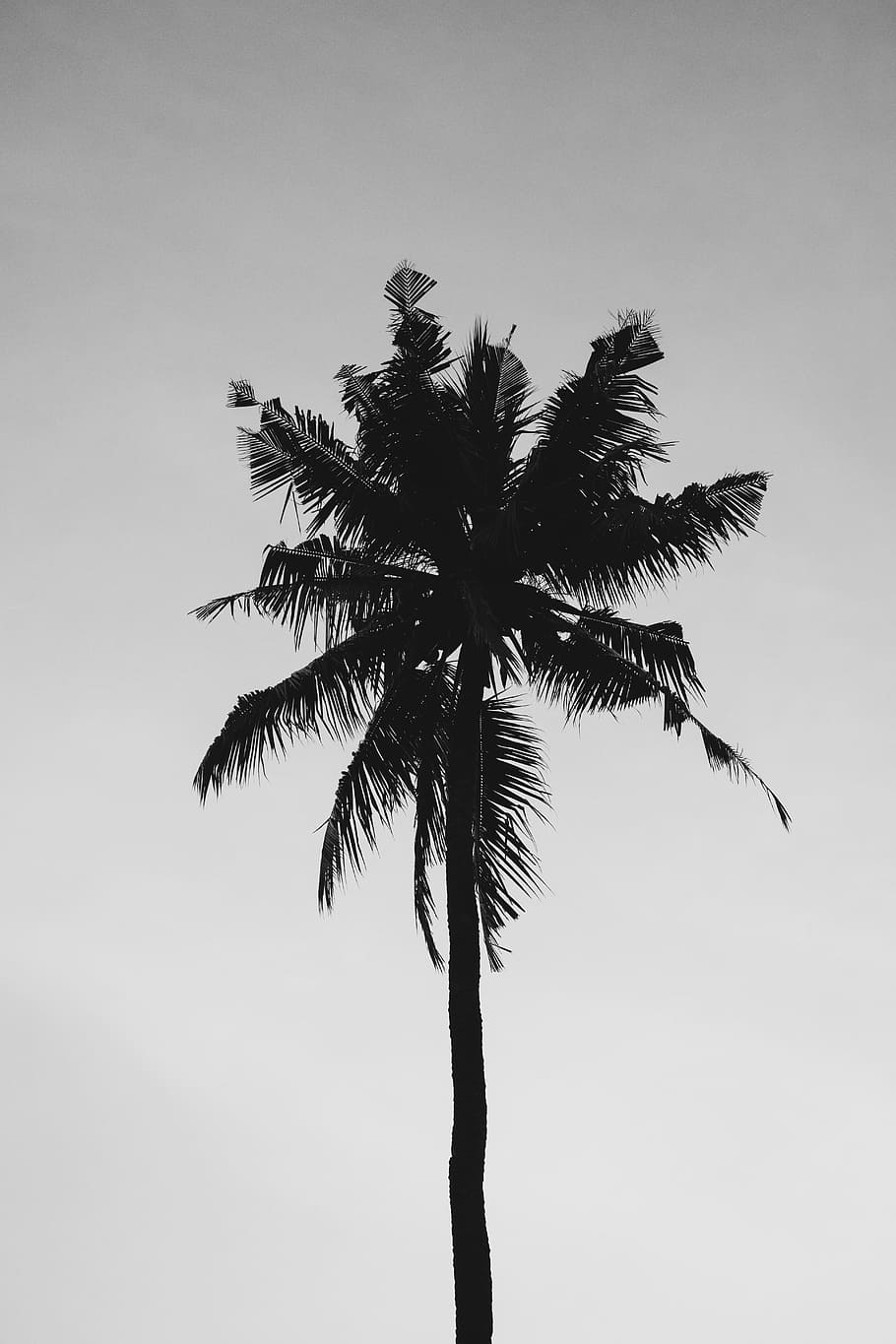 coconut, tree, cloudy, summer, nature, palm tree, gray sky, green, plant, tropical climate
