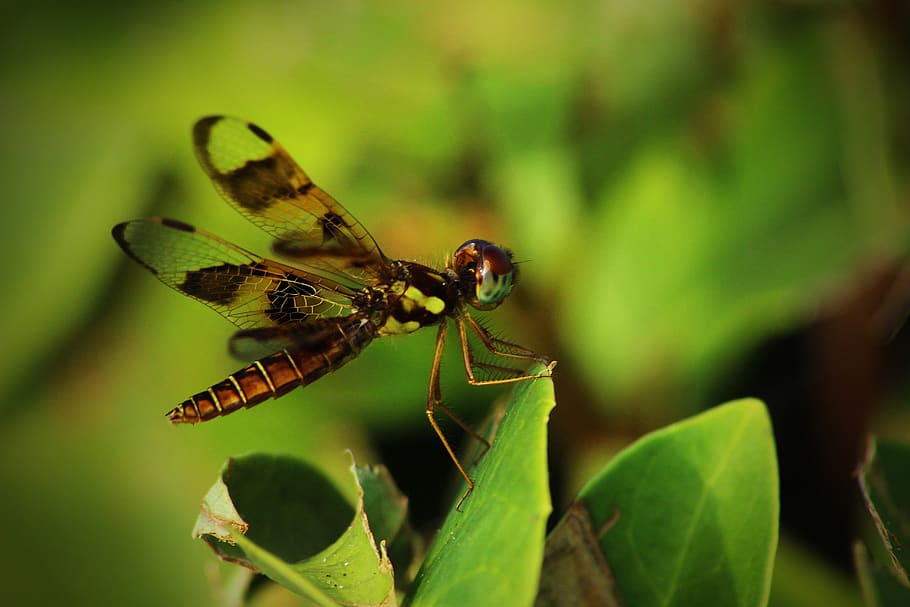 Полет насекомых. Spring Fly.