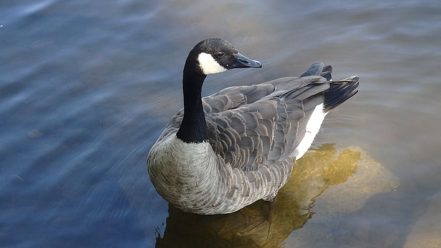 ganso, pato, gansos, aves acuáticas, vida silvestre animal, animales en la naturaleza, agua, temas de animales, animal, pájaro