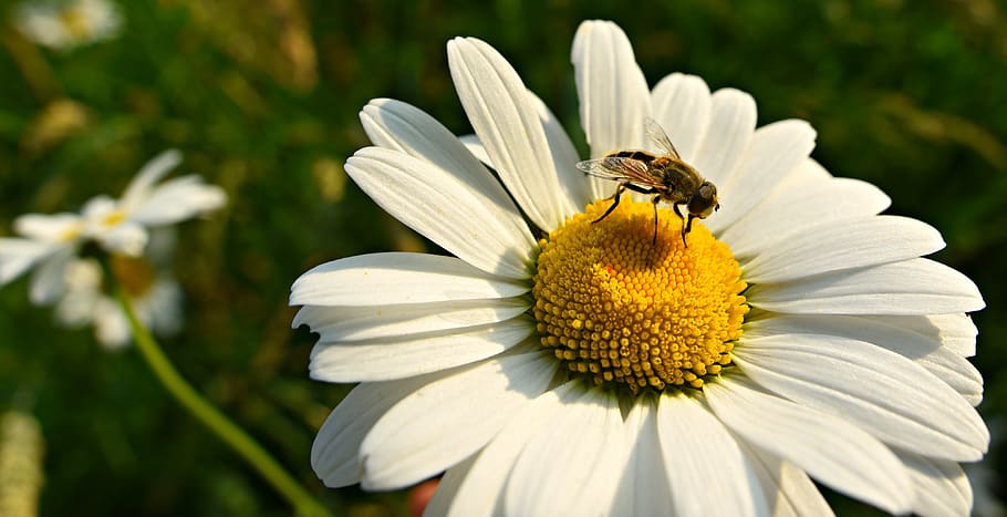 ox-eye daisy, flower, plant, petal, heart, wild flower, bee, insect, pollination, flowering plant