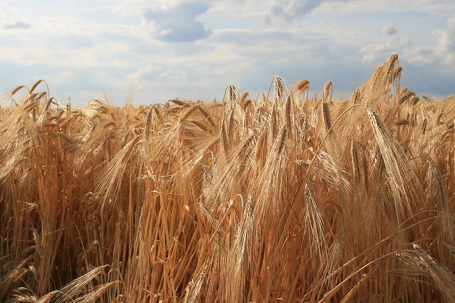 spike, rye, cereals, grain, field, agriculture, plant, rye field, cornfield, summer