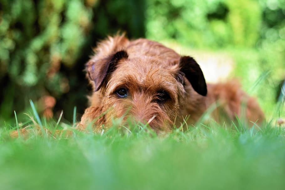dog, irish terrier, garden, meadow, pet, animal, terrier, grass, favorite place, relax