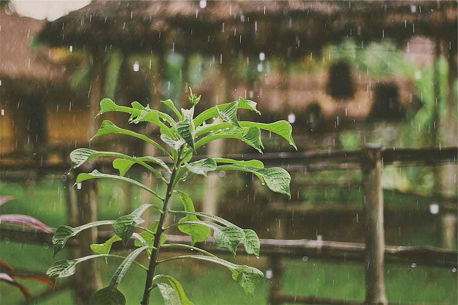 raining, rain drops, plants, leaves, wet, water, plant, lake, growth, nature