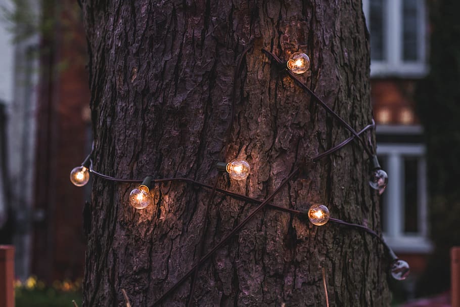 christmas, lights, wire, tree, wood, outside, trunk, tree trunk, illuminated, focus on foreground