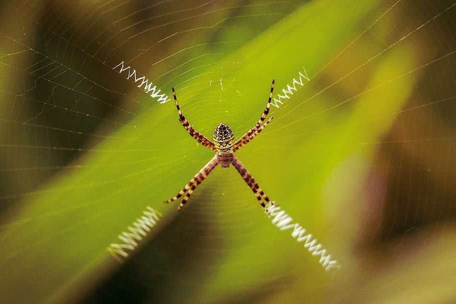 spider, wild life, web, green, wallpaper, zigzag, breed, photography, micro, nature