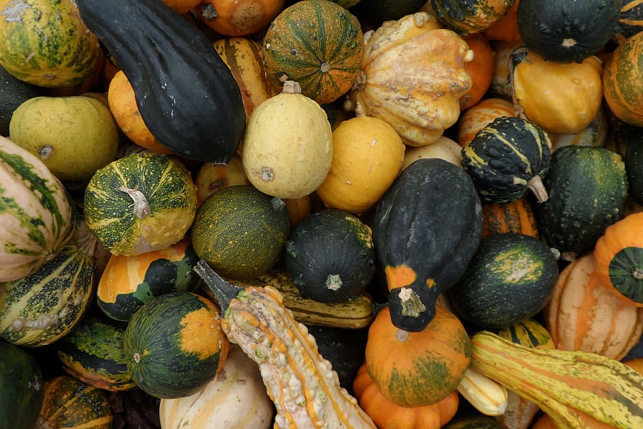 autumn pumpkin, food and Drink, fall, halloween, healthy eating, food, wellbeing, freshness, full frame, large group of objects