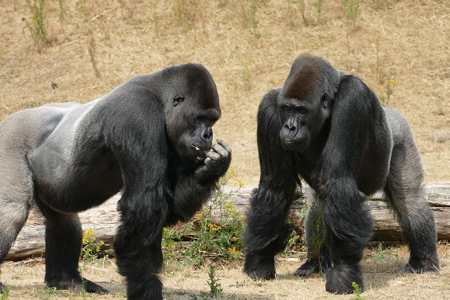 gorilla, lowland gorillas, monkey, primate, fauna, wild, male, great ape, brothers, africa