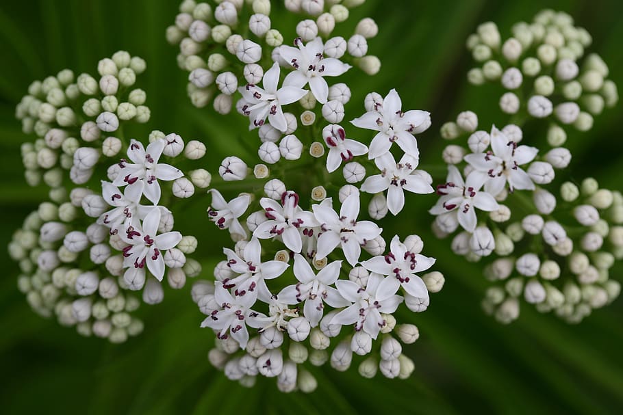 flower, white, bundle, bouquet, nature, spring, flowering plant, plant, freshness, vulnerability