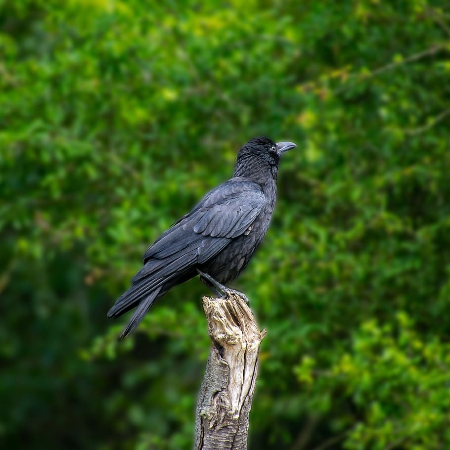 bird, raven, crow, black, raven bird, nature, feather, flying, corvus, common raven