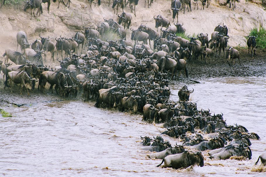 water, nature, kenya, africa, wildebeest, safari, large group of animals, group of animals, animal wildlife, animal