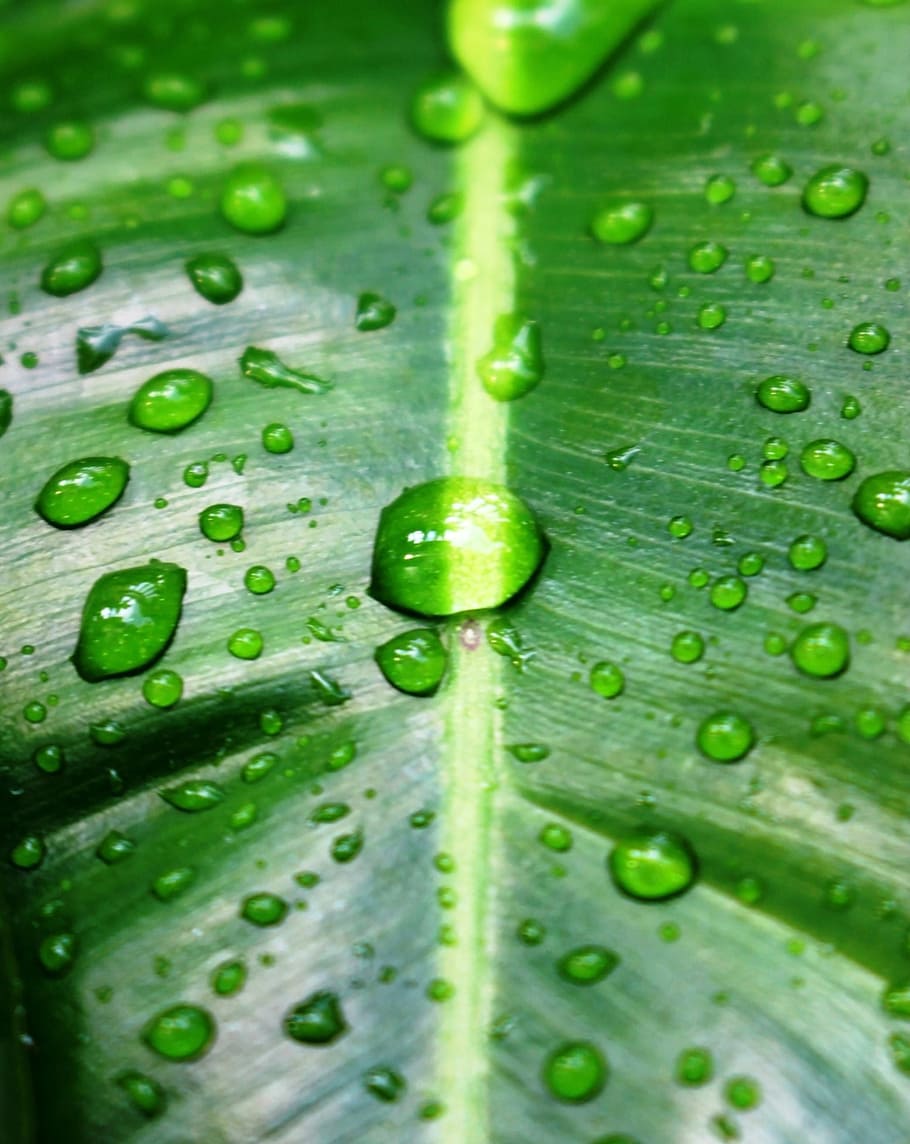 water, drops, green, tropical, leaf, drop, droplet, droplets, background, backdrop