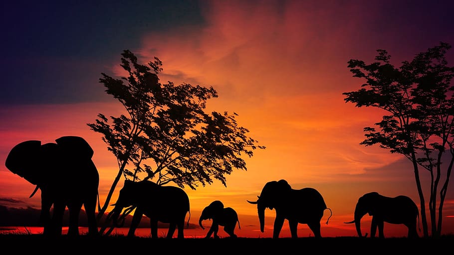 puesta de sol, tarde, oscuro, elefante, animal, salvaje, naturaleza, parque, silueta, mamífero