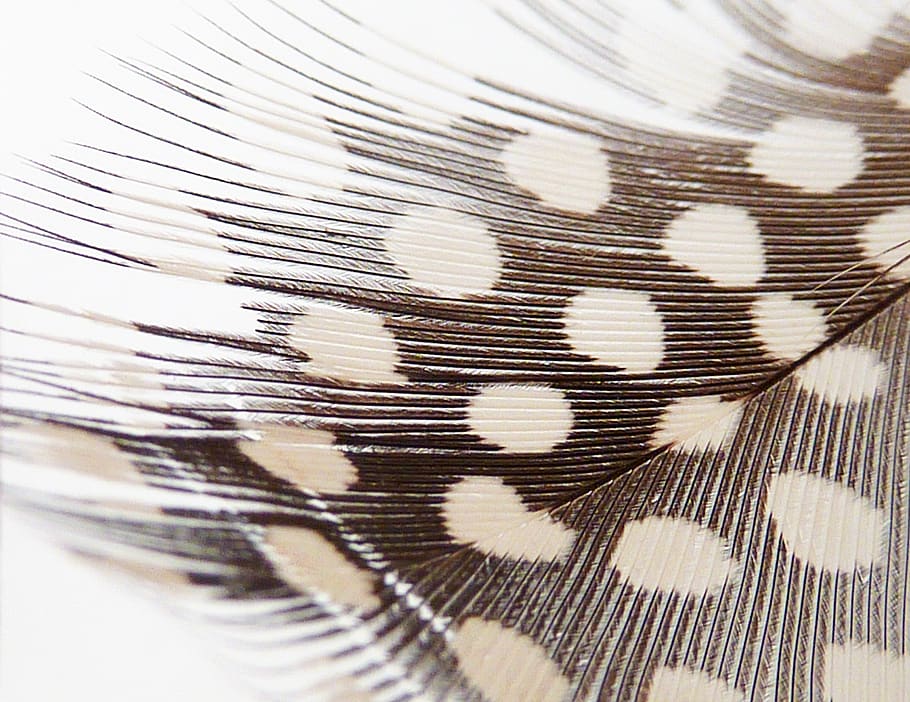 pattern, background, texture, feather, white, corpses, lightweight, bird feather, slightly, filigree