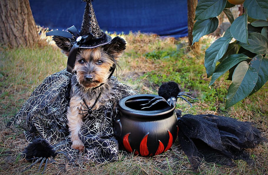 halloween, yorkie, dog, witch, costume, mammal, domestic animals, canine, nature, domestic