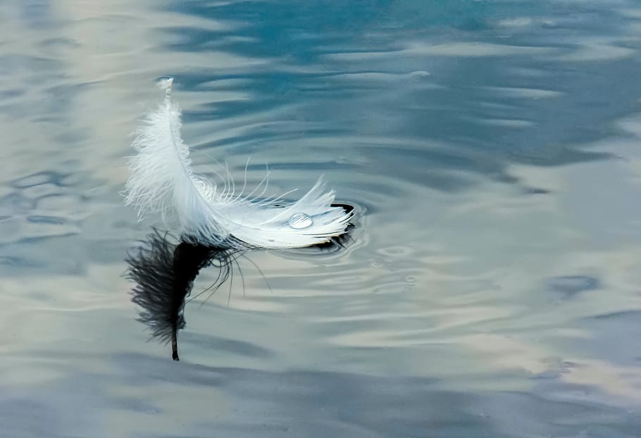 feather on water, white feather, floating on the river, feathers, drop, lake, bird, calm, reflection, wild