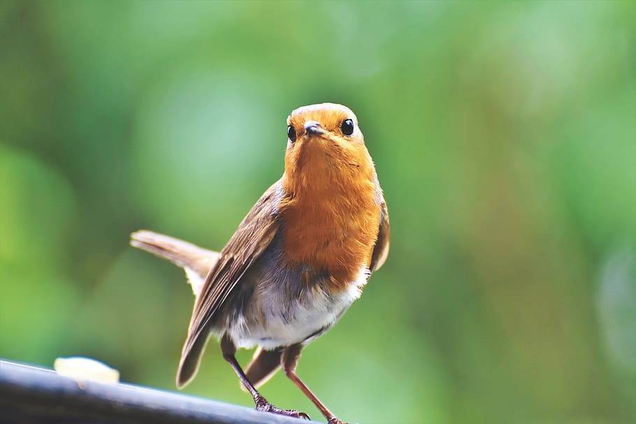 robin, burung, burung penyanyi, binatang, burung kecil, alam, dunia binatang, tema binatang, hewan, satu hewan