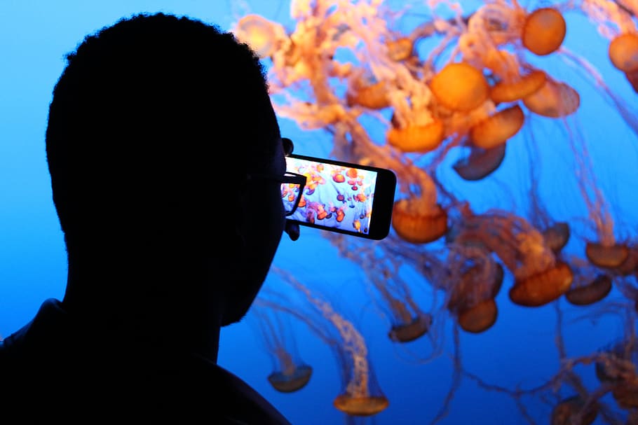 aquarium, jellyfish, underwater, silhouette, man, smartphone, take picture, ocean, sea, technology