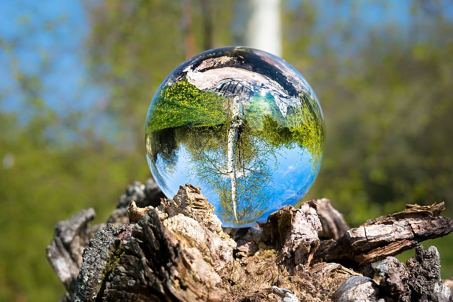 glass ball, birch, ball, tree, tree stump, upside down, conversely, perspective, globe image, glass ball photography