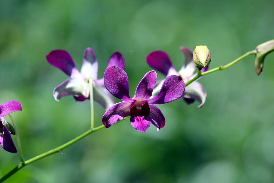orchid, flowers, bloom, purple, plant, nature, garden, park, exotic, fauna