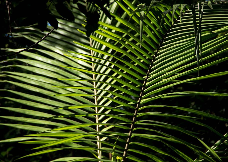 palm, bangalow palm, frond, rain forest, australia, queensland, green, native, sub-tropical, leaf
