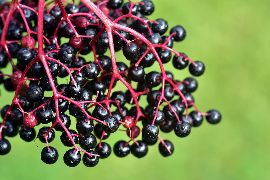 elder, ripe, berries, elderberries, black, red, sweet, wild berry, nature, grow