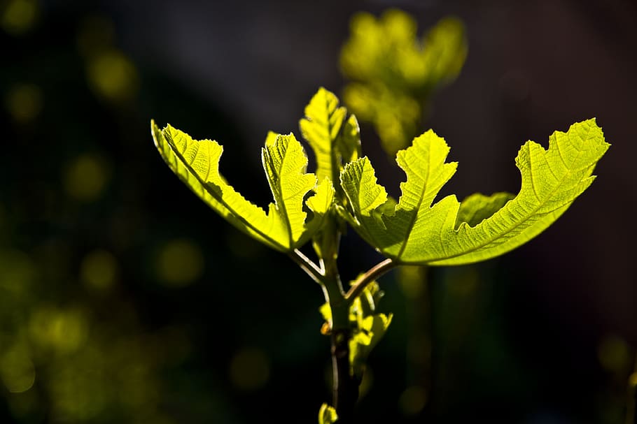 fig, leaves, light, reverse light, tree, green, nature, plant, plant part, green color
