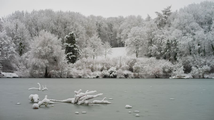 winter, snow, frost, lake, water, cold, landscape, wintry, trees, forest