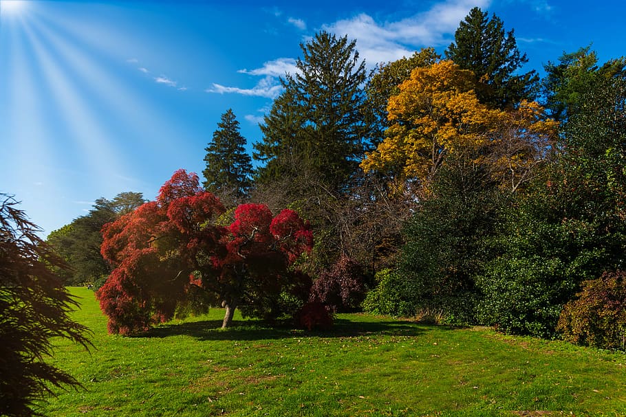 autumn, trees, vivid colors, sunrays, nature, landscape, plant, tree, beauty in nature, growth