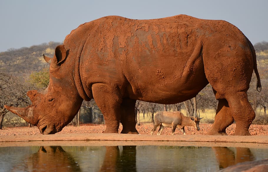 rhino, africa, namibia, horn, animal, big game, animal themes, mammal, animal wildlife, animals in the wild