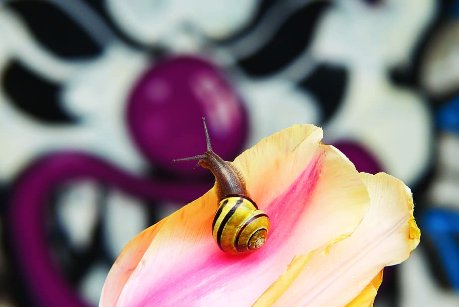 tulipa, grafite, parede, modelo, animais, natureza, na corte de, invertebrados, planta, jardim