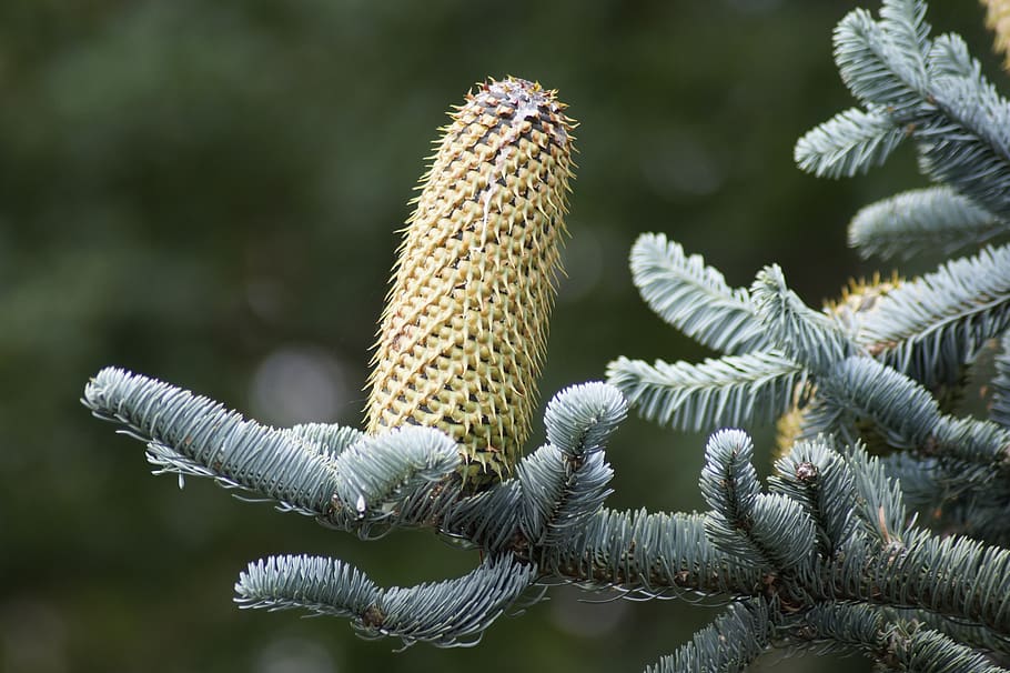 pine cones, fir tree, silver fir, nobilis fir, glauca, tree, nature, tap, forest, evergreen