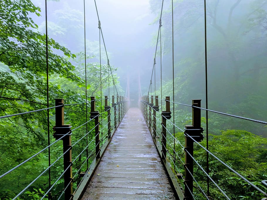 bridge, jungle, forest, nature, landscape, green, outdoor, trees, scenic, wild