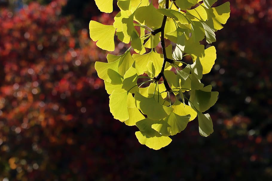 autumn leaves, autumn, maple, the leaves, colorful, leaf, wood, the shining, quarter, scenery