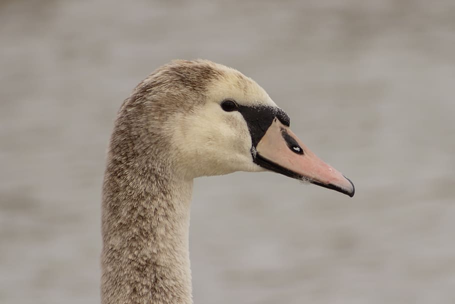 swan, cam, water bird, head, beak, elegant, water fowl, animal, bird, swim