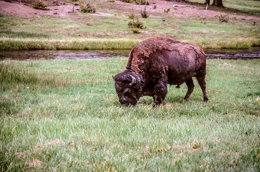 american bison, buffalo, meadow, american, animal, bison, bull, eating, horns, park