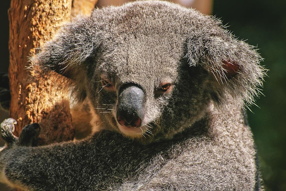 coala, animais, natureza, temas animais, animal, um animal, mamífero, animais selvagens, vertebrado, close-up