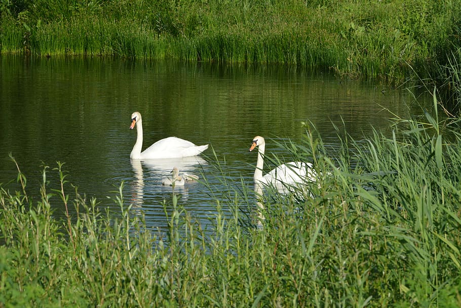 swan, water fowl, elegant, chicks, bird, lake, dam, reeds, animals in the wild, water