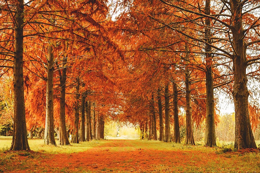 trees in fall, nature, autumn, branch, fall, forest, orange, path, red, trail