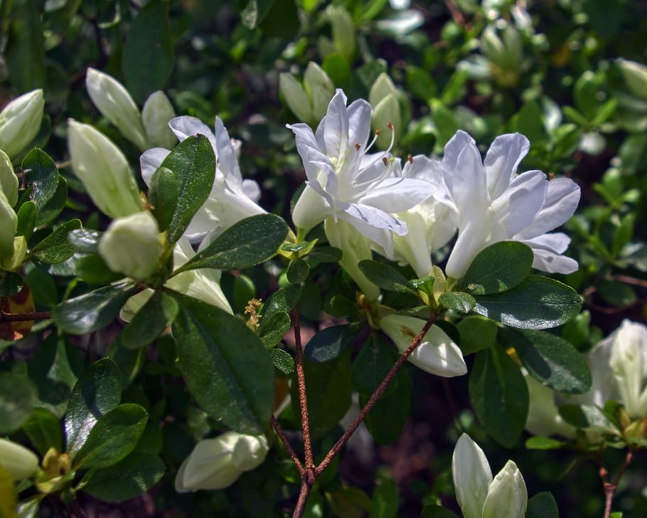 azalea blanca, flores, azalea, florecer, primavera, blanco, jardín,  naturaleza, rododendro, abril | Pxfuel